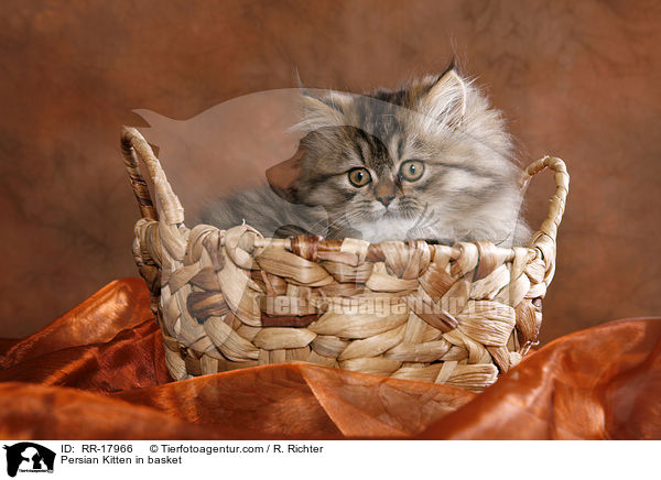 Persian Kitten in basket / RR-17966