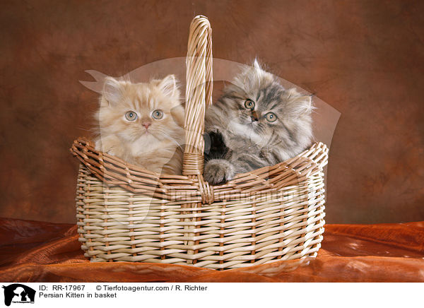 Persian Kitten in basket / RR-17967