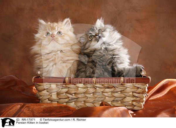 Persian Kitten in basket / RR-17971