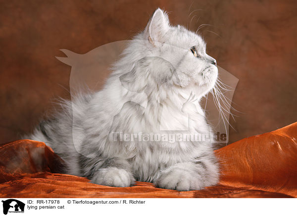 liegende Perserkatze / lying persian cat / RR-17978