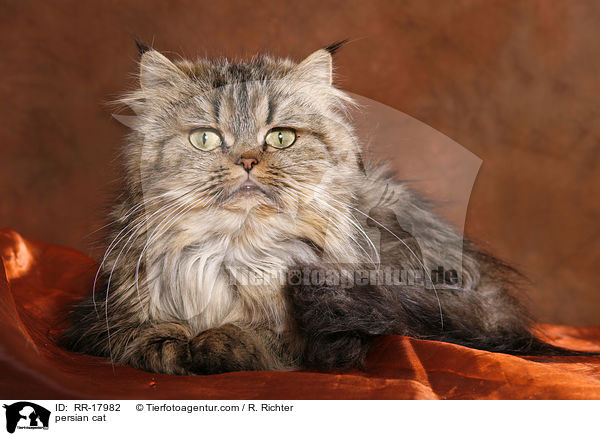 persian cat / RR-17982
