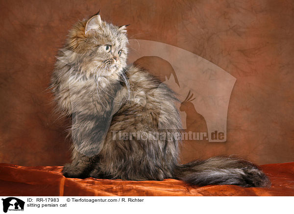 sitting persian cat / RR-17983