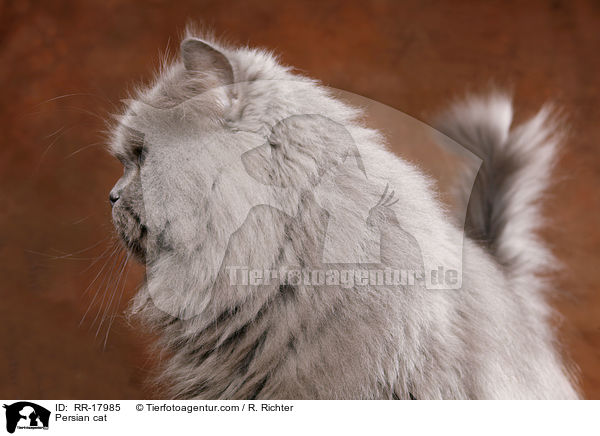 Persian cat / RR-17985