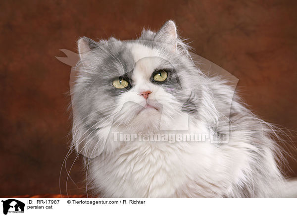 persian cat / RR-17987