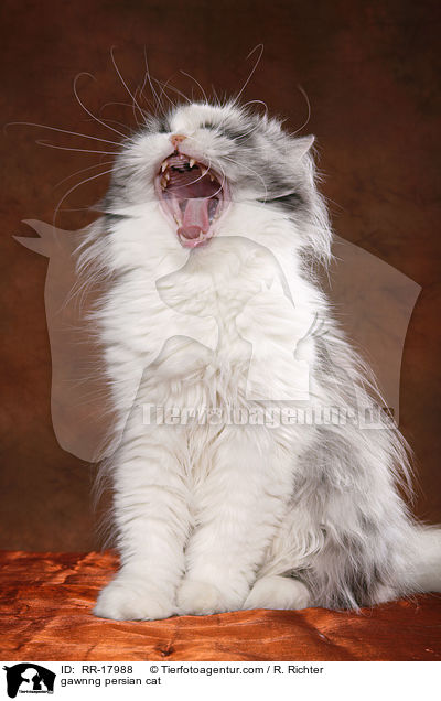 gawnng persian cat / RR-17988
