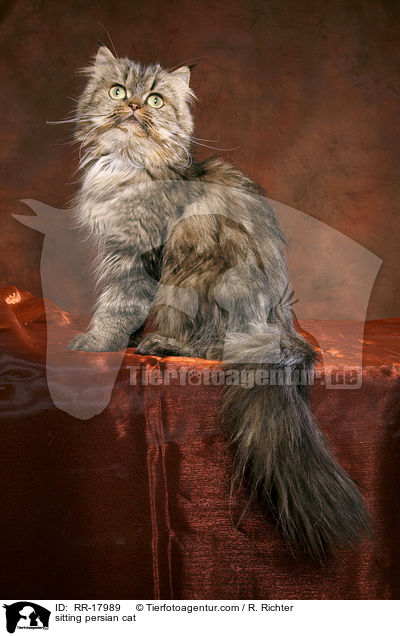 sitzender Perserkatze / sitting persian cat / RR-17989