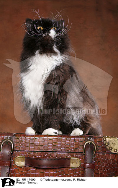 Persian Tomcat / RR-17990
