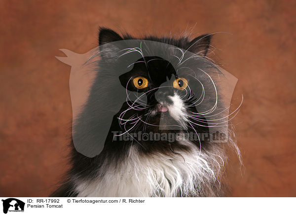 Persian Tomcat / RR-17992