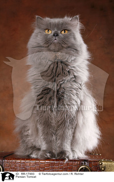 Perser Kater / Persian Tomcat / RR-17993