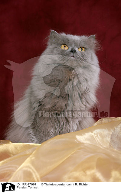 Persian Tomcat / RR-17997
