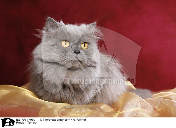 Persian Tomcat / RR-17999