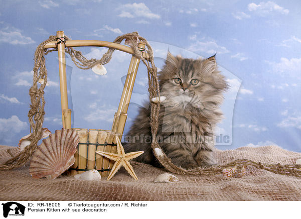 Persian Kitten with sea decoration / RR-18005