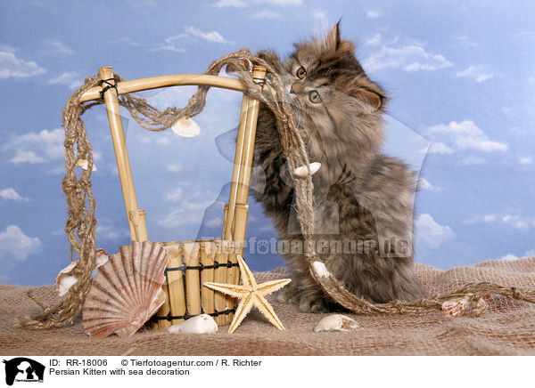 Persian Kitten with sea decoration / RR-18006