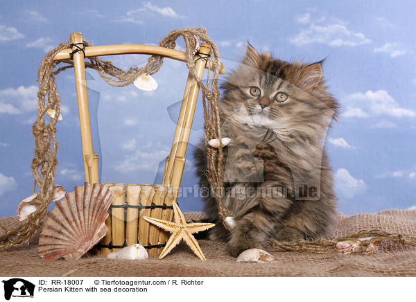 Persian Kitten with sea decoration / RR-18007