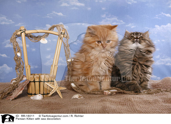 Persian Kitten with sea decoration / RR-18011