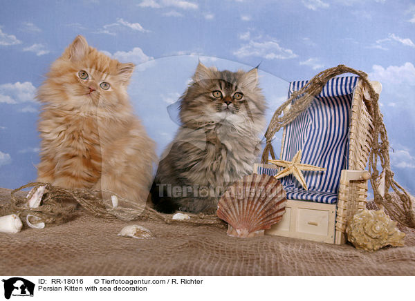 Persian Kitten with sea decoration / RR-18016