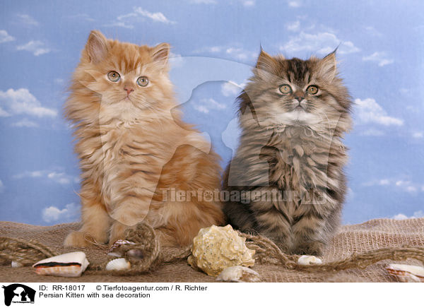 Persian Kitten with sea decoration / RR-18017