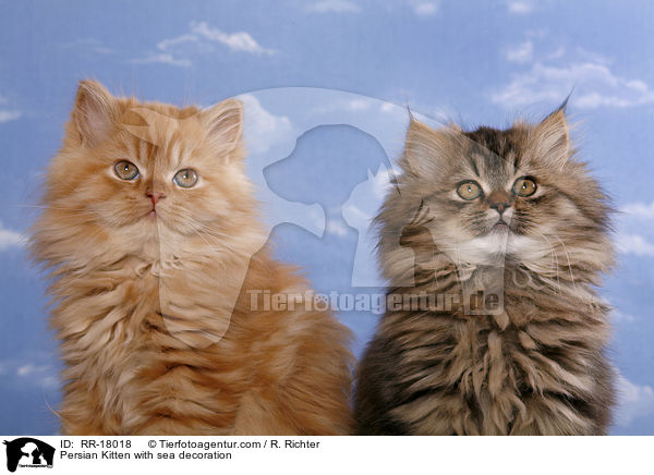 Persian Kitten with sea decoration / RR-18018
