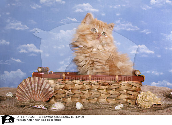 Persian Kitten with sea decoration / RR-18023