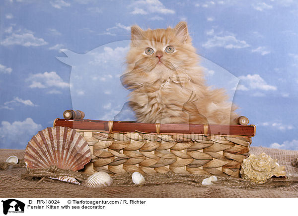 Persian Kitten with sea decoration / RR-18024