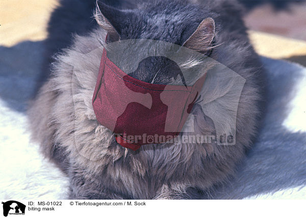 biting mask / MS-01022