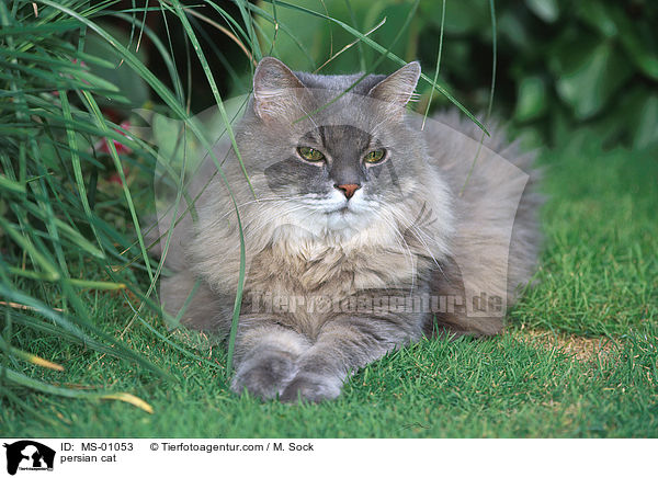 persian cat / MS-01053