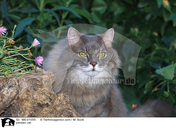 persian cat / MS-01055