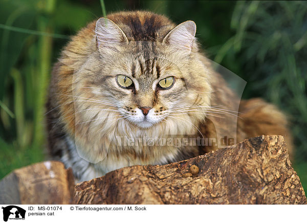 persian cat / MS-01074