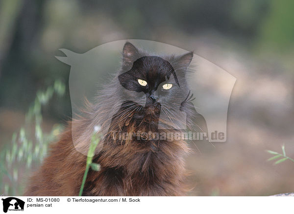 persian cat / MS-01080