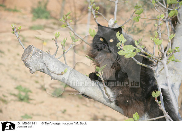 persian cat / MS-01181