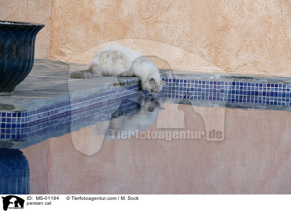 persian cat / MS-01184