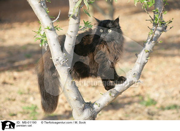 persian cat / MS-01190