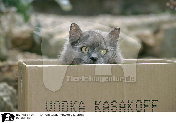 persian cat / MS-01641