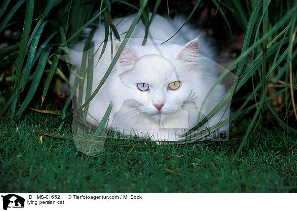 lying persian cat / MS-01652