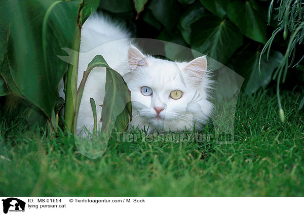 lying persian cat / MS-01654