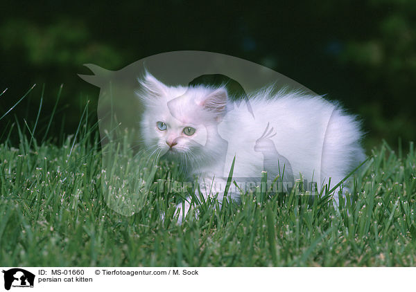 persian cat kitten / MS-01660