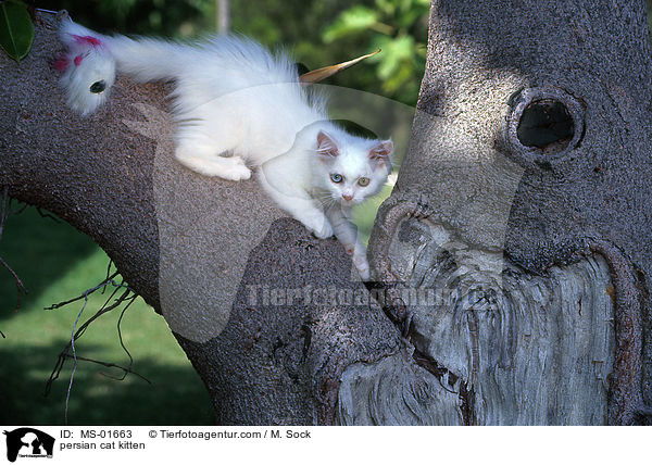 persian cat kitten / MS-01663