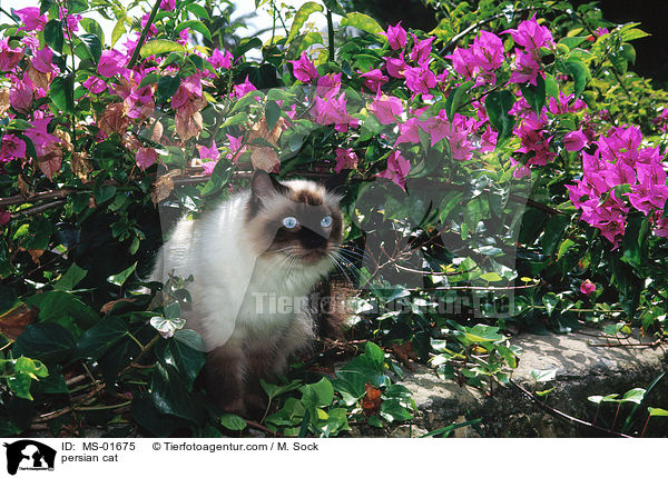 persian cat / MS-01675