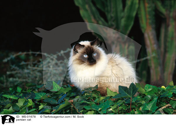 persian cat / MS-01678