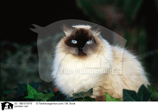 persian cat / MS-01679