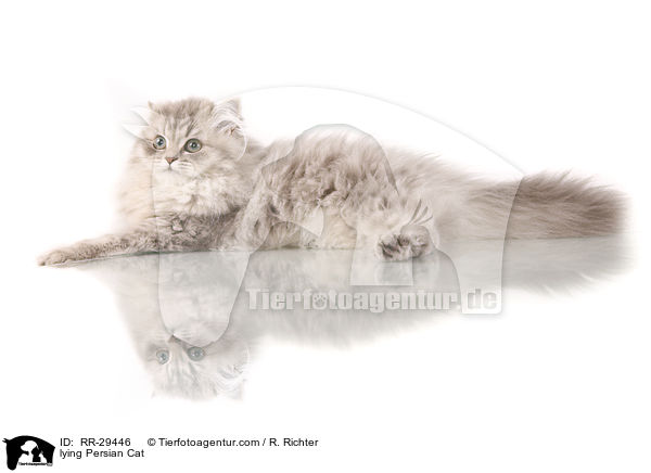 lying Persian Cat / RR-29446