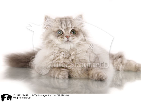 lying Persian Cat / RR-29447