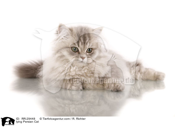 lying Persian Cat / RR-29448