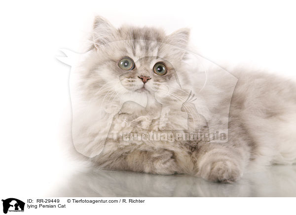 lying Persian Cat / RR-29449