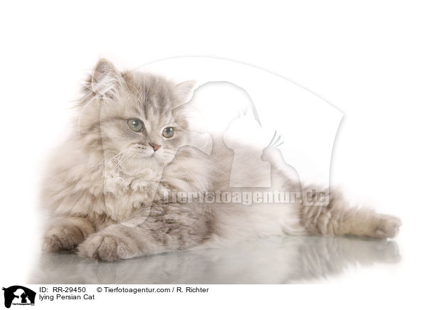 lying Persian Cat / RR-29450