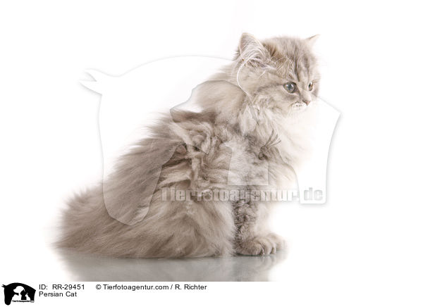 Persian Cat / RR-29451