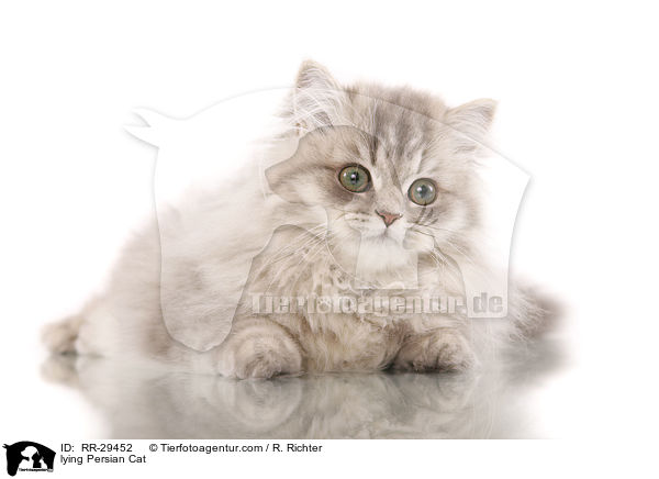 lying Persian Cat / RR-29452
