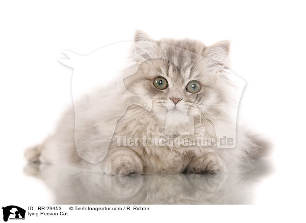 lying Persian Cat / RR-29453