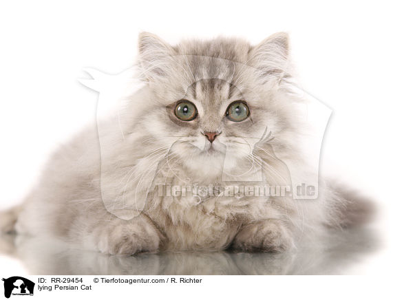 lying Persian Cat / RR-29454