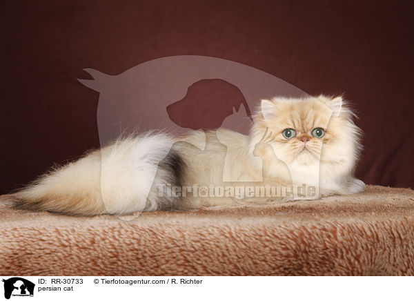 persian cat / RR-30733